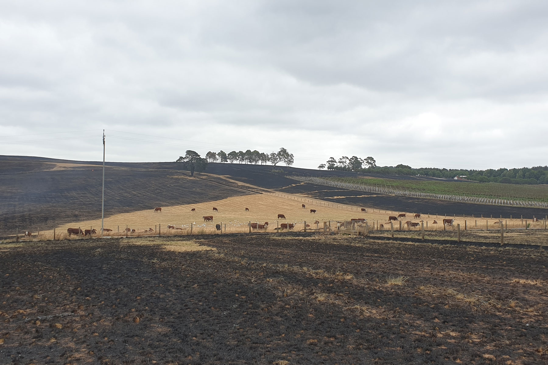 The Juers family are thanking God that all their cattle survived the fire that decimated large parts of the Adelaide Hills on 20 December.