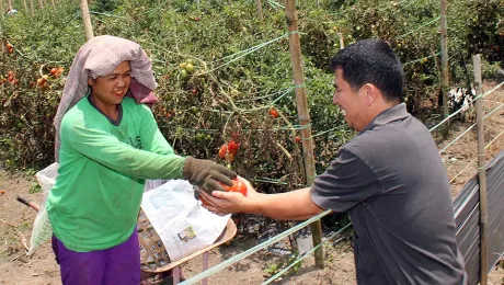 A Muslim farmer in Pardamean village North Sumatra, gives a bunch of tomatoes to Indonesian Lutheran pastor Rev. Liharson Sigiro (right). Â© LWF/Anto Akkara