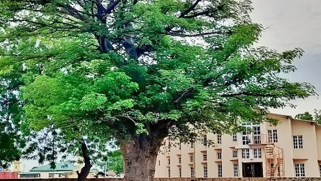 Baobab tree on the cathedral grounds in Jimeta-Yola, Adamawa State, Nigeria. Photo: Joshua T. Abu/The Lutheran Church of Christ in Nigeria