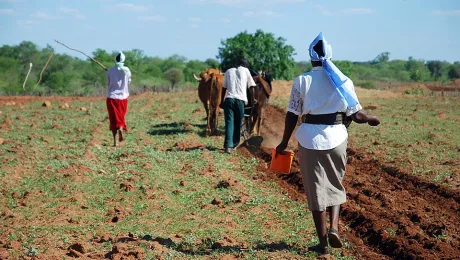 Planting a field through a food-for-work project with the LWF/DWS associate program Lutheran Development Service in Zimbabwe Â© Church of Sweden/Eva Berglund