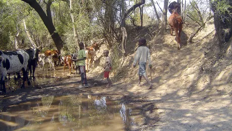 Children taking animals to drinking water points in Gambos Huila province, Angola. Photo: LWF/Abrao Mushivi