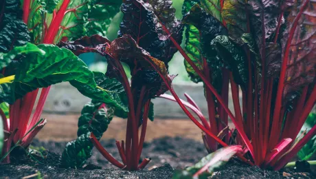 Chard is one of the vegetables grown in the community gardens established during the youth climate project of the Evangelical Lutheran Church in Chile (IELCH). Photo: Markus Spiske via Unsplash