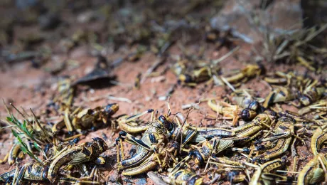 Dead locusts in Shilabo, Ethiopiaâs Somali region, December 2019. Many locust have died as a result of spraying. Photo: FAO/Petterik Wiggers