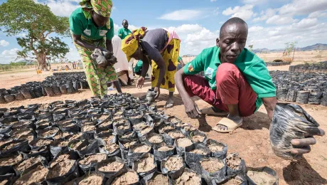 A group of nursery gardeners, themselves Nigerian refugees, work in a tree nursery in the Minawao camp for Nigerian refugees in Cameroon in 2019. Planted across 20 so-called âgreen spacesâ, a five-year planting and harvest cycle provides firewood, vines for building roofs, and a step in alleviating environmental impact in and around Minawao. The refugees are supported by the LWF, together with a range of partners. Photo: LWF/Albin Hillert