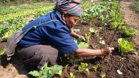 A villager from Koutou employs new agriculture techniques to produce a good crop. Photo: LWF Laos