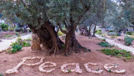 Ancient olive trees in Jerusalem. Photo: LWF/A. Danielsson