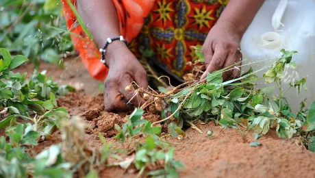 A woman tends a MARCOL training garden in Mberra camp, Mauritania. Thanks to the program Malian refugees produce more vegetables and the price of vegetables in the market has dropped. Photo: LWF/C. KÃ¤stner