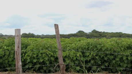 A crop of jatropha, an oil fruit used for biofuel production in central Mozambique. Photo: Justa Paz