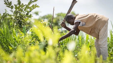 By keeping a strict ratio of how many seeds to sow per hectare, and by sowing Cassava and Groundnut together, refugees near the Ngam refugee camp in Cameroon can both increase harvests and retain soil fertility over a longer time. Photo: LWF/Albin Hillert