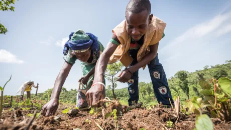 At Ngam refugee camp, Cameroon, the LWF trains people in modern farming techniques. By keeping a strict ratio of how many seeds to sow per hectare and planting Cassava and Groundnut together, they can increase harvests and retain soil fertility over a longer time. Photo: LWF/Albin Hillert