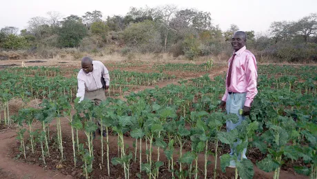 An income-generating garden for people living with HIV and AIDS in Musume, Zimbabwe. Photo: LWF/J. BrÃ¼mmer