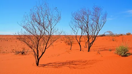 Desert in Western Australia. Photo: Jeremy Bezanger, Unsplash