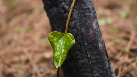 A new diploma course, “Addressing Climate-Induced Loss and Damage through Climate Justice”, will enhance the capacity to advocate climate justice nationally and globally. Photo: Engin Akyurt/Unsplash