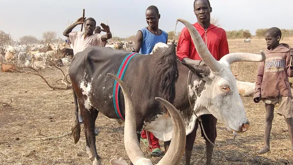 Cattle camp boys with one of their livestock Â© LWF/Fredrick Nzwili