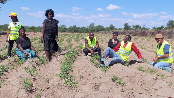 A demonstration farm for drought-resistant sweet potatoes in Gambos municipality, Huila province, southern Angola. Photo: LWF Angola/Bely Mangika