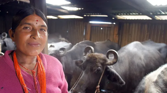 Dil Kumari with the water Buffalo herd she built up with an initial cooperative loan. Photo: LWF/ C. KÃ¤stner