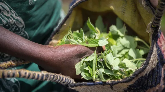 Sali Farimatou Bouda shows a basket full of 'Bolo leaf' (Sesame) which she has picked to add flavour as she cooks meat and fish. Farimatou is one of a group of CAR refugees trained by the Lutheran World Federation in modern farming techniques in Cameroon. Photo: LWF/Albin Hillert