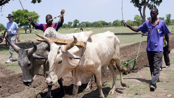 CAR refugees plow their field with the animals and plow provided by LWF in Southern Chad. Photo: LWF/C. KÃ¤stner