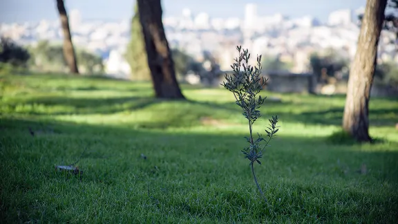 Ein Olivenbaum, Symbol des Friedens, in Jerusalem. Foto: LWB/M. Renaux