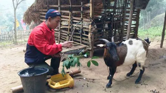 Herr Bounla füttert eine seiner Ziegen. Foto: LWB/A. Xaysongkam