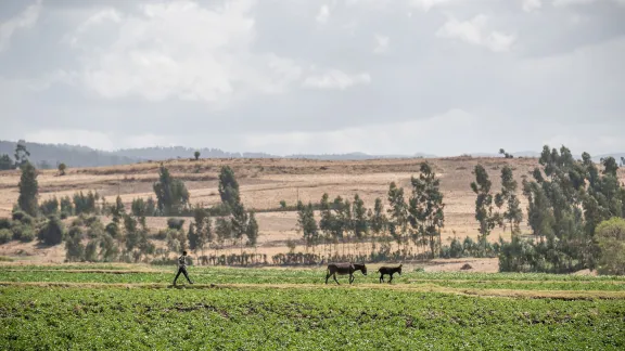 Ein Junge geht über ein Feld in Adaba, Äthiopien, in der Nähe einer Bewässerungs- und Bodenschutzanlage, die in den 1970er Jahren vom Lutherischen Weltbund gebaut wurde. Sie ist nach wie vor eine wichtige Ressource für die Menschen in diesem Gebiet. Foto: LWB/Albin Hillert