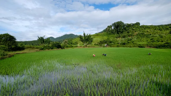 Landwirte entfernen Unkraut auf einem Reisfeld in Laos. In den meisten asiatischen Ländern ist Reis sowohl ein wichtiges Grundnahrungsmittel als auch eine wichtige Lebensgrundlage. Foto: Thomas Lohnes