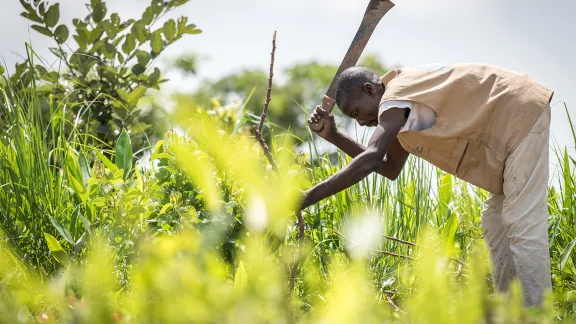 Durch die Einhaltung eines strikten Kontingents an Saatgut pro Hektar, und durch die gemeinsame Aussaat von Maniok und Erdnuss können Flüchtlinge in der Nähe des Ngam-Flüchtlingslagers in Kamerun sowohl die Ernten steigern als auch die Bodenfruchtbarkeit über einen längeren Zeitraum erhalten. Foto: LWB/Albin Hillert