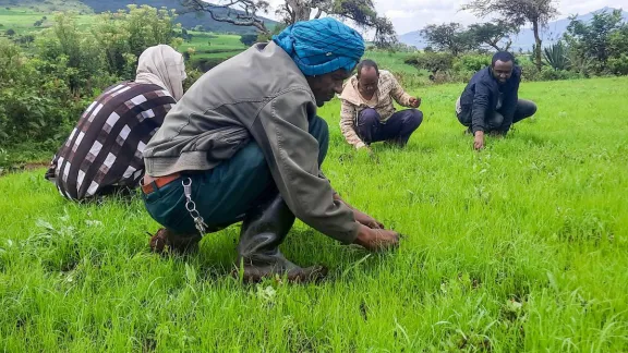 Weeding the green crop. LWF also trains the locals in environmentally clean farming techniques. Photo: LWF/ S. Gebreyes 