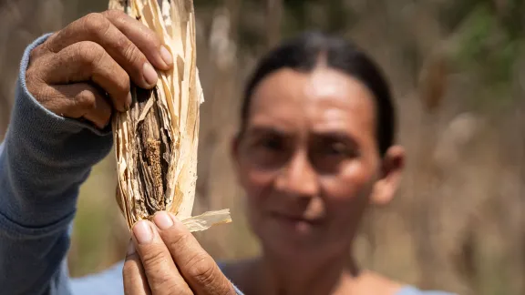 Crop damage to maize in El Salvador caused by climate change. Photo: LWF El Salvador