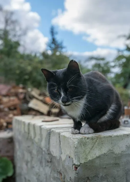 Five-year-old cat Murchik sits on the steps of what used to be its home in Bil’machivka. Photo: LWF/ Albin Hillert