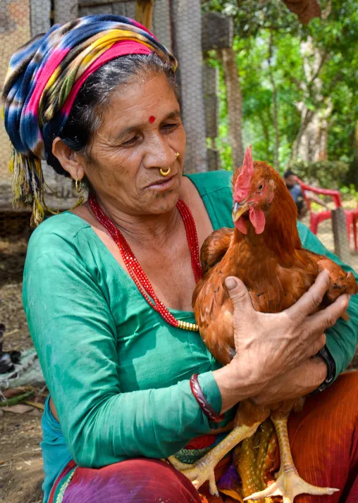 It started with some chicken and a coop – and a lot of training. Today, Jaisara dreams of expanding her business. Photo: LWF/ D. Lamsal